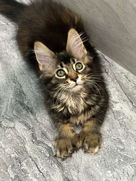 Мейн-кун полидакт девочка в Новосибирске фото 7