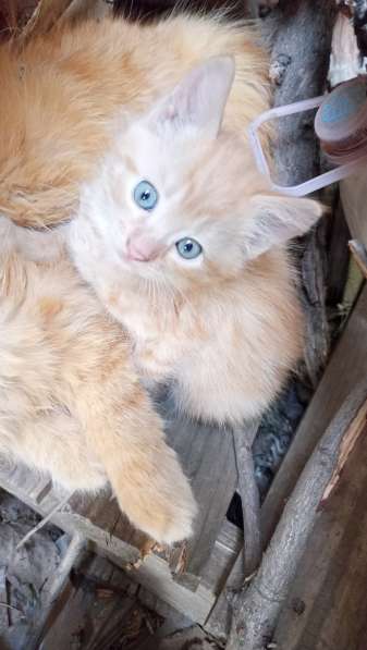 Котёнок бесплатно в 