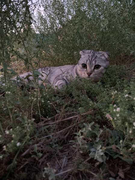 Вязка кот в Астрахани