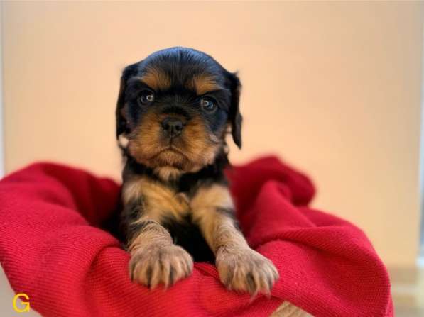 Щенки кавалер Кинг Чарльз спаниель в Москве фото 15