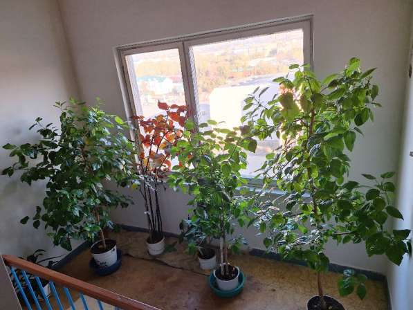 Домашние цветы в Камышине