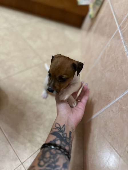 Джек Рассел в Новосибирске фото 3