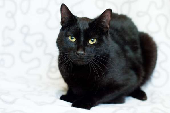 Ласковый Тихон в фото 6