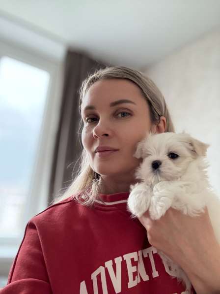 Мальтезе девочка в Калининграде фото 7