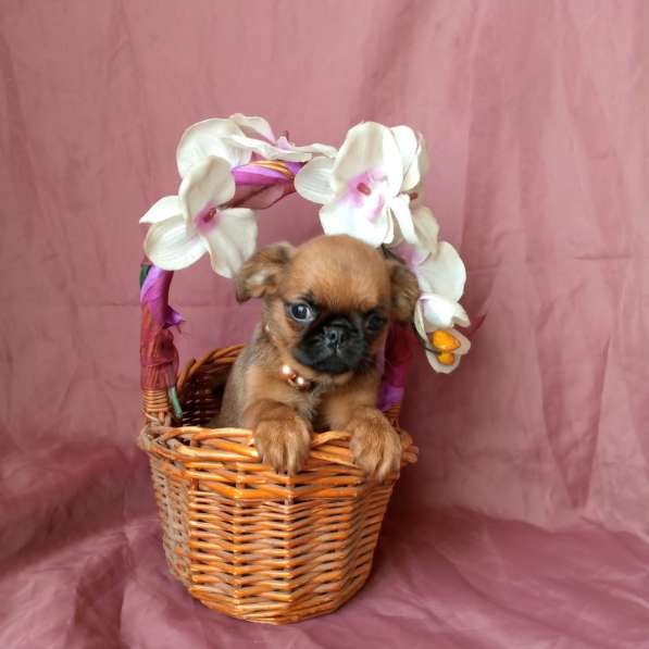 Девочка пти-брабансон в Москве