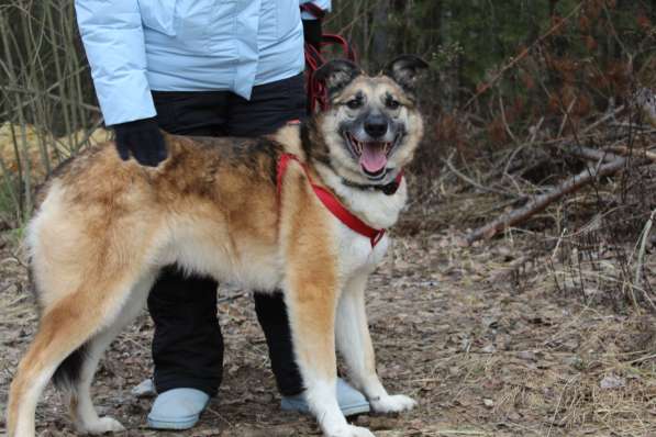 Харви очень ждет хозяина в приюте в Москве