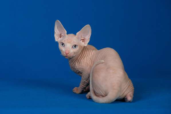 Роскошные из питомника котята Эльф, Бамбино, сфинкс в Ижевске фото 7