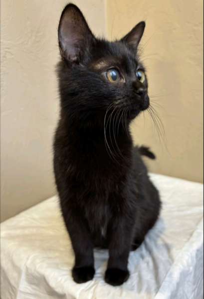 Полина в дар в фото 3