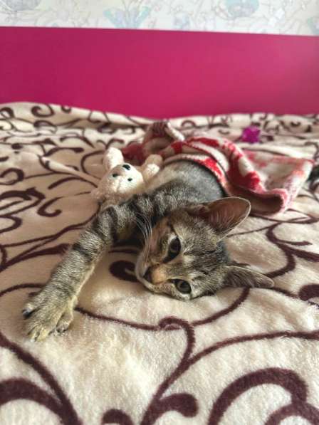 Котенок мальчик (обаятельный добряк)