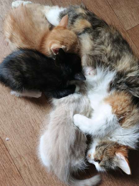 Подарю котят в добрые руки в Нижнекамске