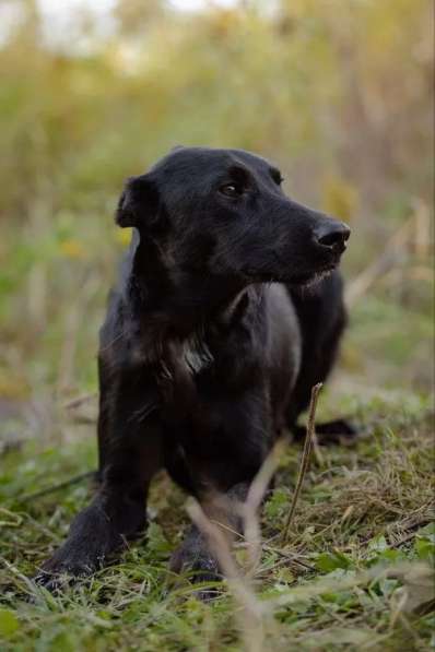 Чудесный Лорд ищет свою семью в Москве фото 3