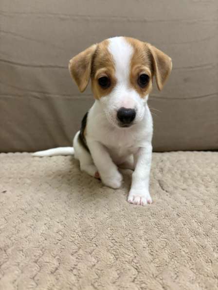 Щенки породы джек рассел терьер