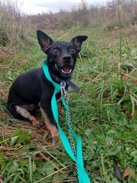 Маленький трогательный пёсик в Санкт-Петербурге