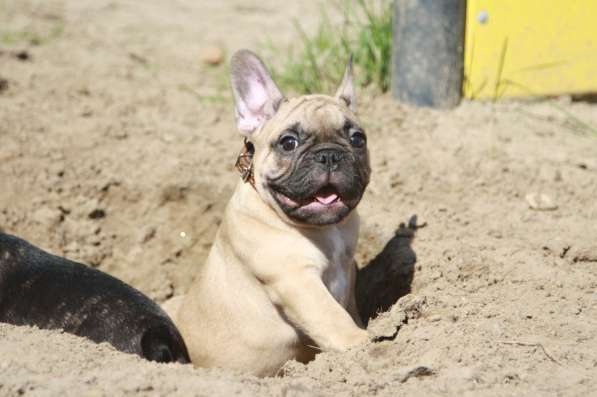 Французский бульдог щенки в Москве