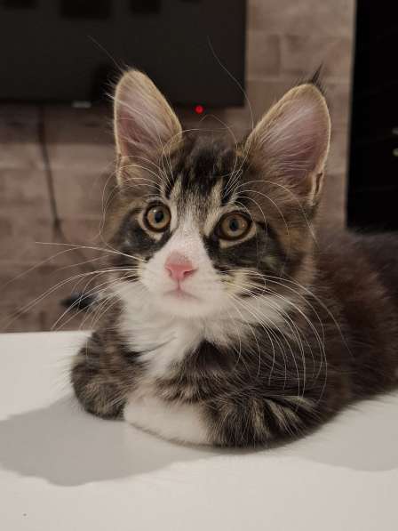 Котенок Мейн-Куна в Кемерове фото 4