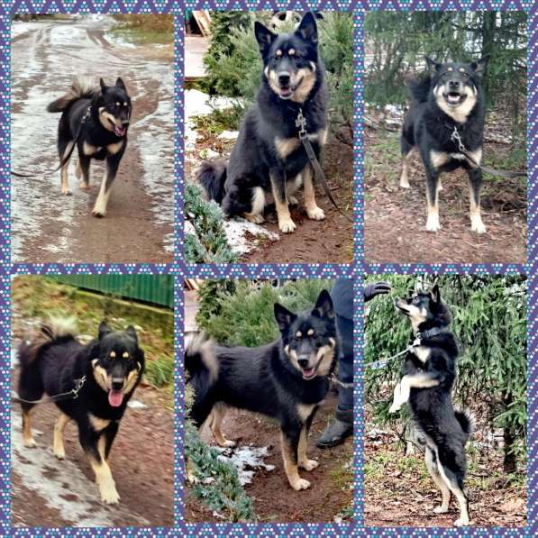 Метис лайки Малыш ищет семью в Москве