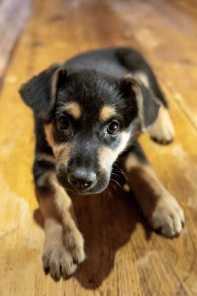 Мальчик в добрые руки в Москве