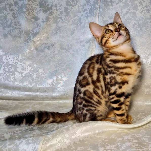 Бенгальские котята в фото 9