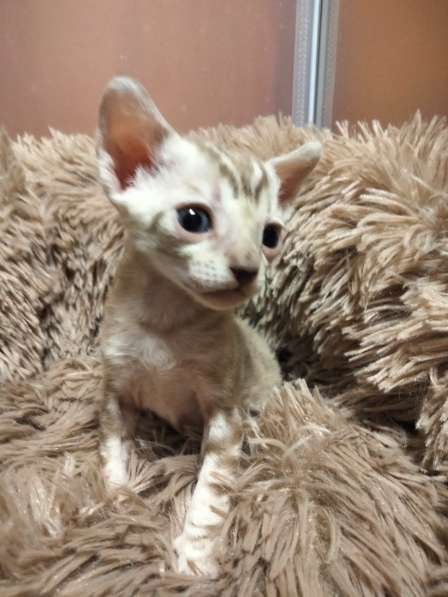 Котята породы Корниш-рекс редких окрасов в Астрахани фото 4