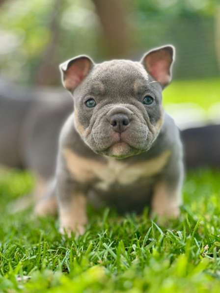 Щенки Американского булли