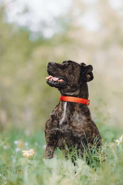 Мудрая Миранда ищет дом в Москве