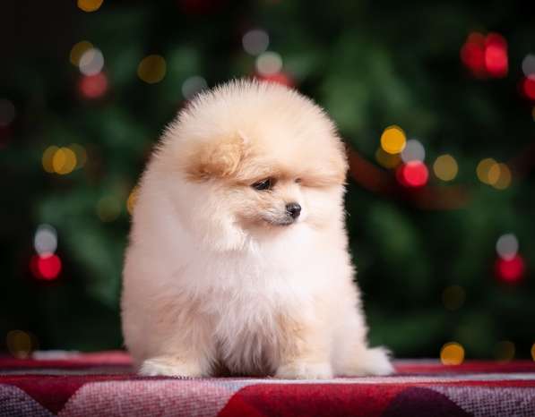 Шпицы в Ярославле