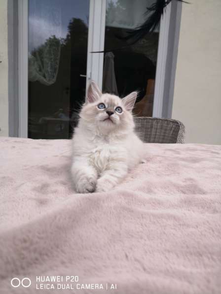 Котята Невские - Маскарадные в фото 11