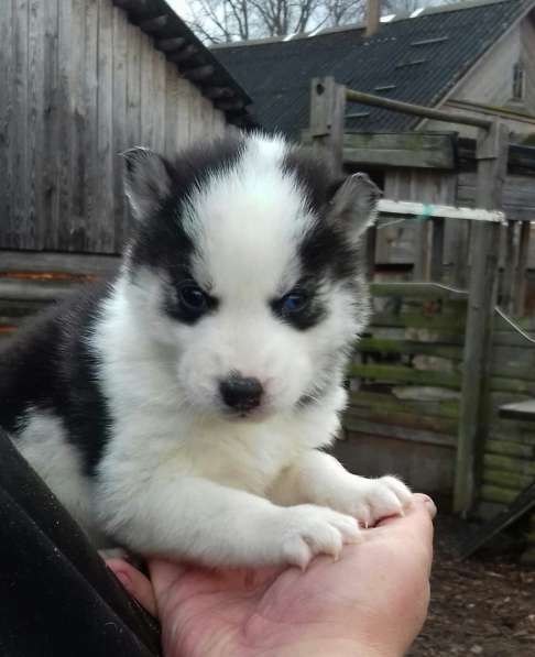 Мальчик Хаски в Москве фото 5