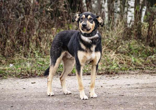 Кузька в Ногинске фото 24