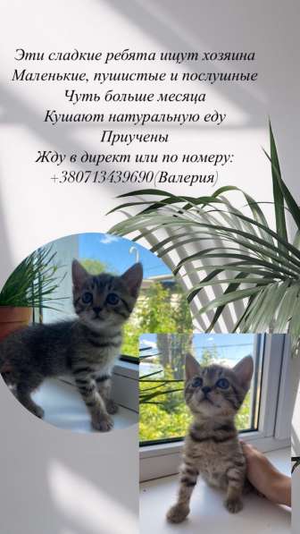 Отдам котёнка в хорошие руки