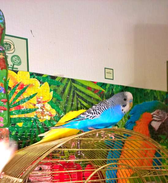 Волнистые попугаи(в Пары) в Мытищи фото 3