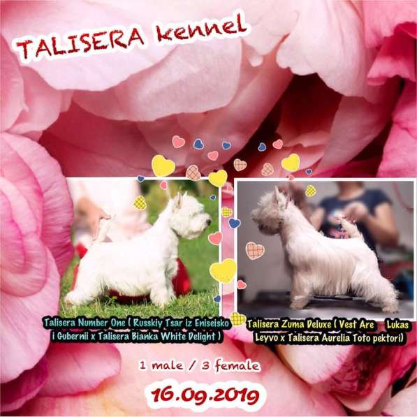 Щенки Вест Хайленд Вайт терьера в Красноярске фото 5