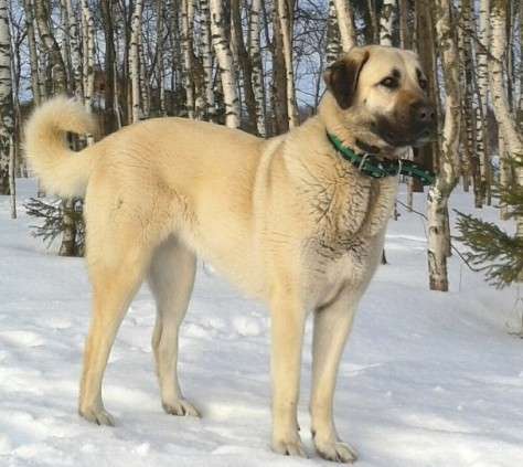 Щенки Кангала для ценителей породы в Москве фото 19