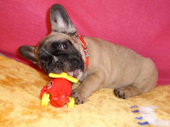 Французский бульдог высокопородные щенки в Люберцы фото 14