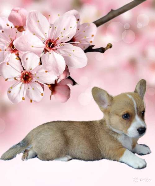 Девочки вельш корги кардиган в фото 15