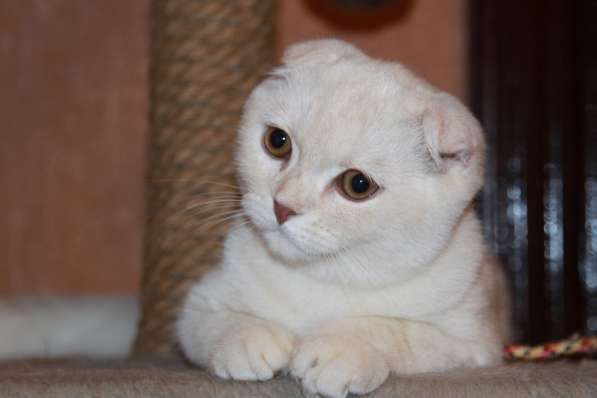 Шотландские котики фолд и страйт в Москве фото 4