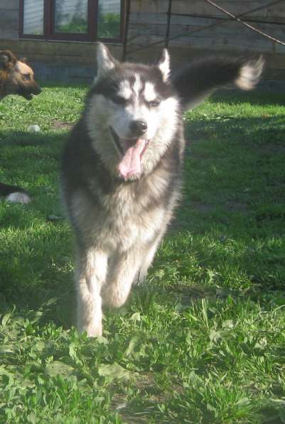 Хаски (фенотип) щенок в Кемерове