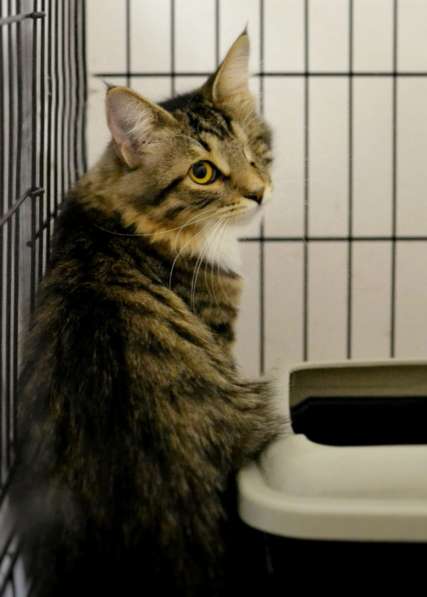 Милая Эльфия ищет дом