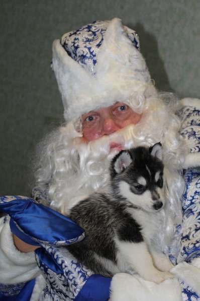 Щенки Сибирский хаски в Санкт-Петербурге фото 11