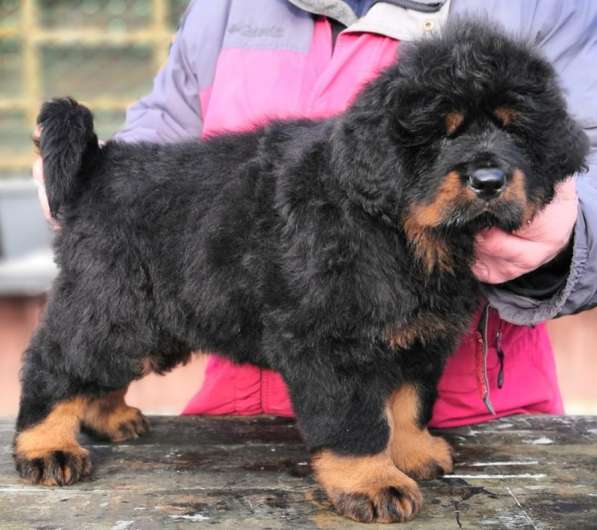 Щенки Тибетского мастифа. 100 Китай в Дмитрове фото 15