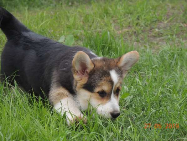 Вельш корги пемброк щенков продаю в Москве фото 13