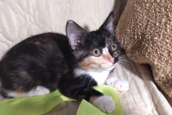 Котенок в добрые руки. Ксюша, девчушка-очаровашка в Москве фото 15