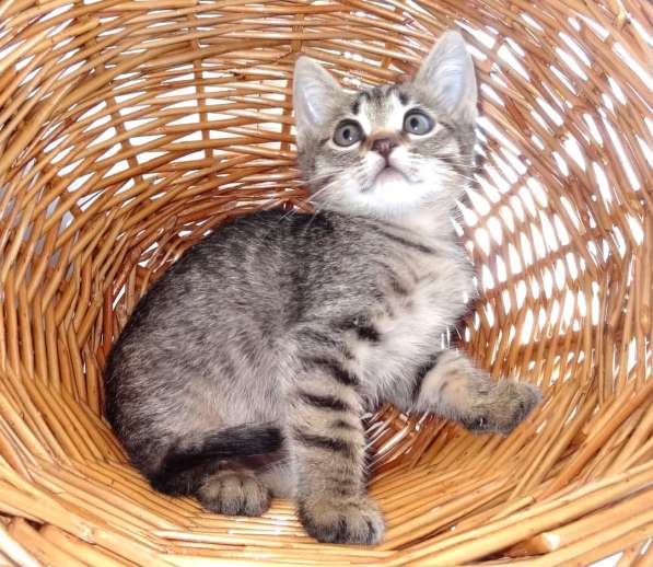 Котята в добрые руки в Москве фото 23