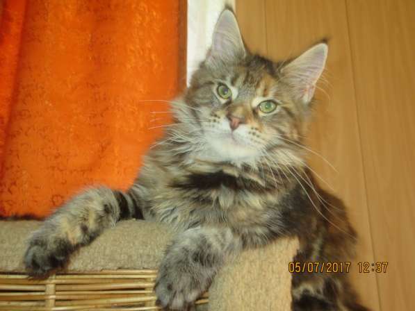 Взрослые девочки из питомника, возможно в совладение в Екатеринбурге фото 25