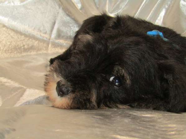 Цвергшнауцер черный с серебром, РКФ-FCI в Москве