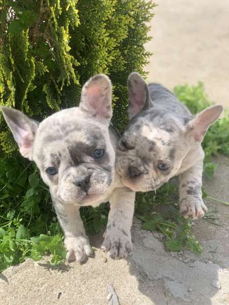 French bulldog в фото 15