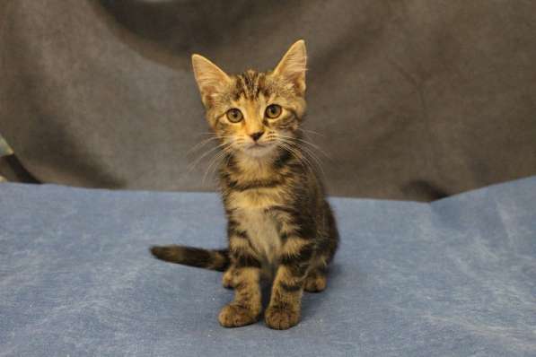Котенок-ангелочек в Санкт-Петербурге фото 13