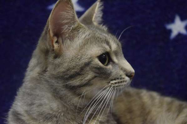 Тактичный котик Лютик ищет дом 9 месяцев