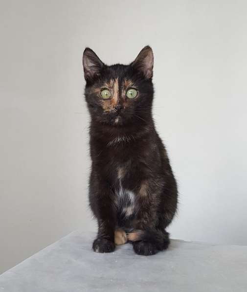 Котенок Лучик, девчушка-очаровашка. В добрые руки в Москве фото 5