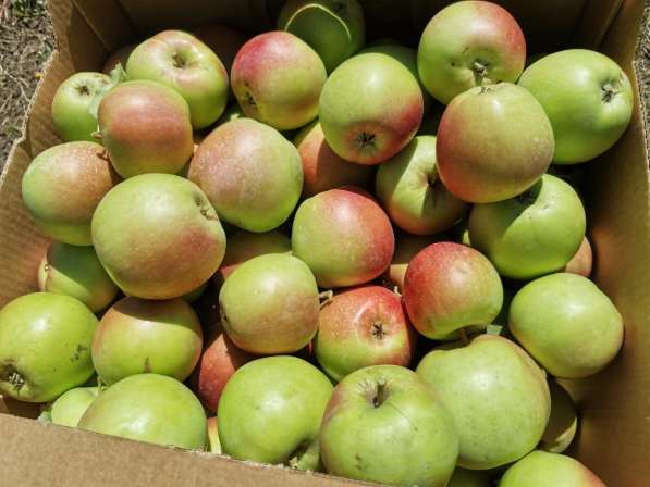 Продам яблоки оптом в Краснодаре